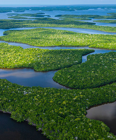 aerial view of the Florida everglades